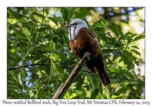 Three-wattled Bellbird male