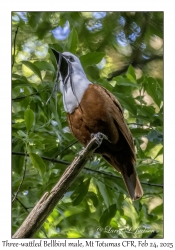 Three-wattled Bellbird male