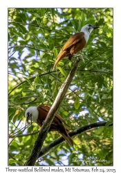 Three-wattled Bellbird males