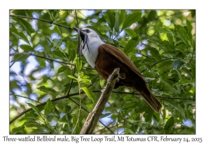 Three-wattled Bellbird male
