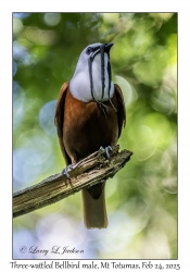 Three-wattled Bellbird male