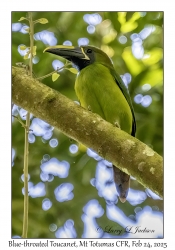 Blue-throated Toucanet