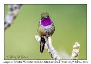 Magenta-throated Woodstar male