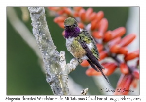 Magenta-throated Woodstar male