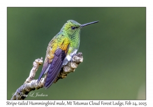 Stripe-tailed Hummingbird male