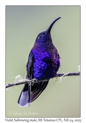 Violet Sabrewing male