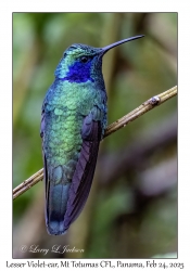 Lesser Violet-ear