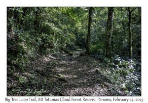 Big Tree Loop Trail