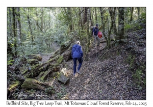 Bellbird Site