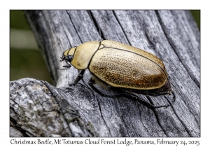 Beetle