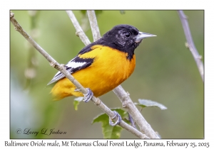 Baltimore Oriole male