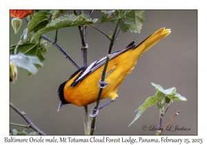 Baltimore Oriole male