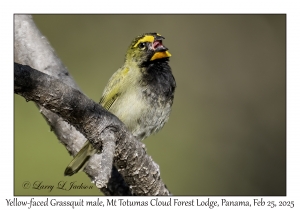 Yellow-faced Grassquit male