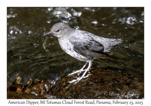American Dipper