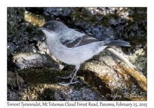 Torrent Tyrannulet