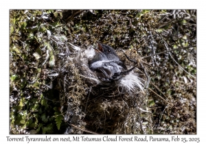 Torrent Tyrannulet on nest