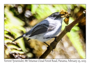 Torrent Tyrannulet