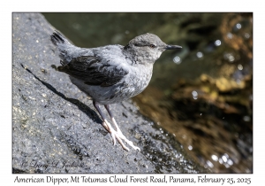 American Dipper