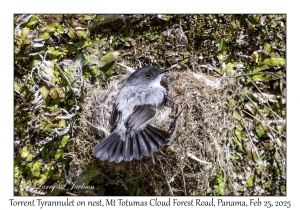 Torrent Tyrannulet on nest