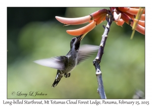 Long-billed Starthroat