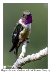 Magenta-throated Woodstar male