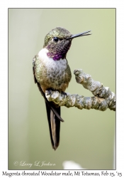 Magenta-throated Woodstar male