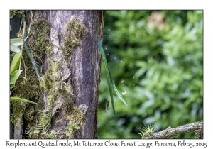Resplendent Quetzal male