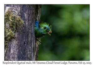 Resplendent Quetzal male