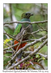 Resplendent Quetzal female