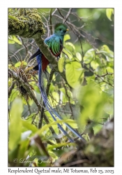 Resplendent Quetzal male