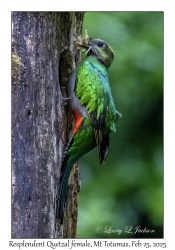 Resplendent Quetzal female