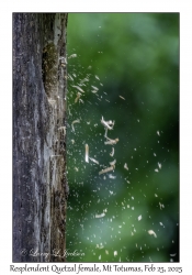 Resplendent Quetzal female