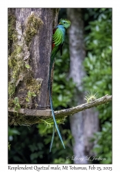 Resplendent Quetzal male