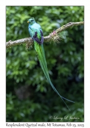 Resplendent Quetzal male