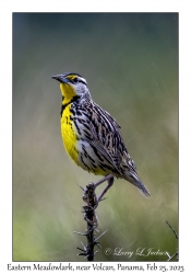 Eastern Meadowlark