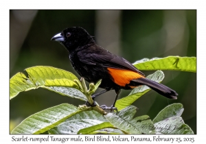 Scarlet-rumped Tanager male