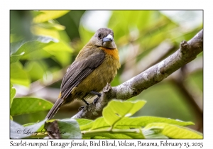 Scarlet-rumped Tanager female