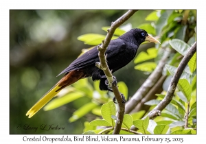 Crested Oropendola