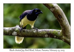 Black-chested Jay