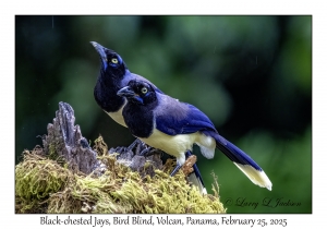 Black-chested Jays