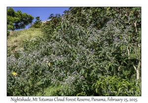 Solanum species