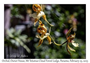 Orchid