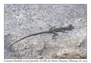 Slender Anole