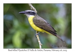 Boat-billed Flycatcher