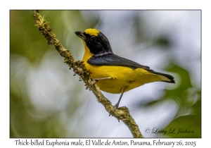 Thick-billed Euphonia male