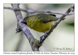 Fulvous-vented Euphonia female