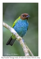 Bay-headed Tanager male