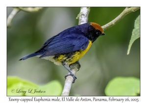 Tawny-capped Euphonia male