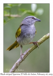 Black-striped Sparrow