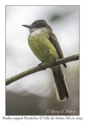 Dusky-capped Flycatcher